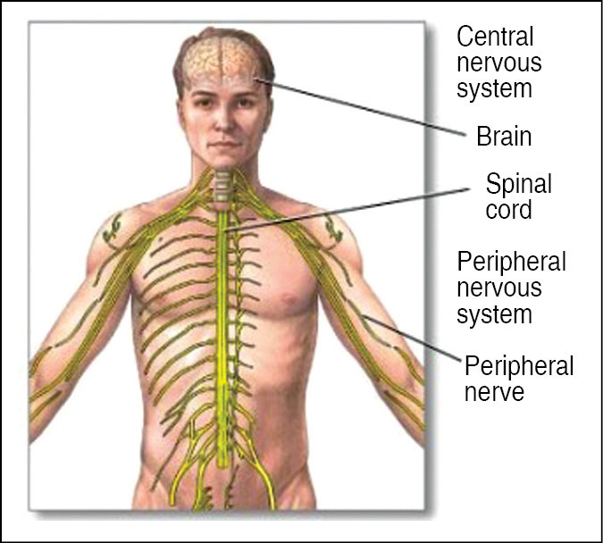 Fig. 1: The autonomic nervous system has two divisions: sympathetic and para-sympathetic (Image courtesy: blogs.scientificamerican.com)