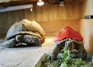 Technology News (May 2015)