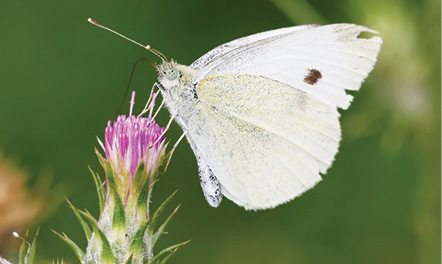 Fig. 4: A Cabbage White butterfly (Image courtesy: commons.wikimedia.org/wiki)