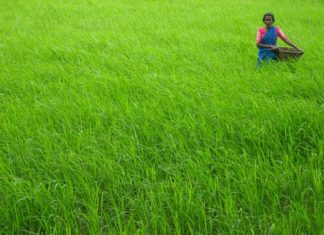 Developing Agro-IoT Solutions and Smart Concepts To Technically Empower Indian Farmers