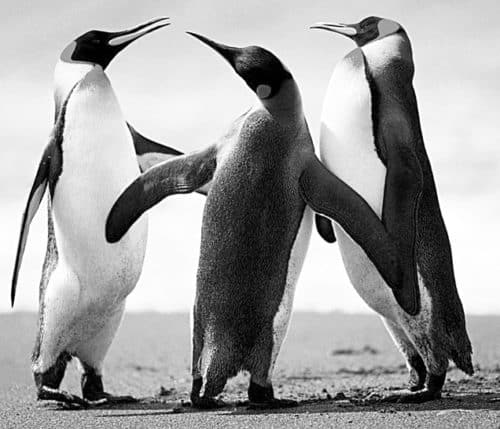 Grayscale image of penguins