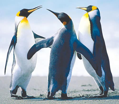 RGB image of penguins