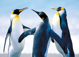 image processing using MATLAB