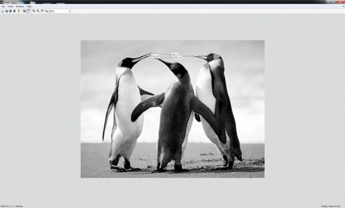 Fig. 6: The Measure Distance tool under Tools tab is used to measure distances between the beaks of different penguins