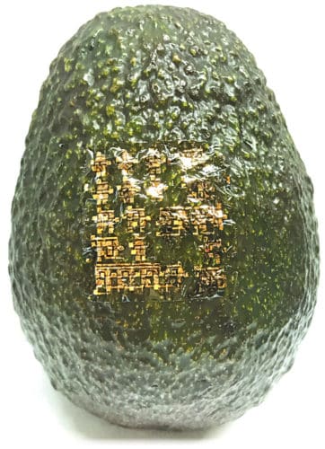A new flexible and biodegradable semiconductor developed at Stanford University that can adhere to smooth or rough surfaces. Here it is shown clinging to an avocado! (Courtesy: Bao Lab)