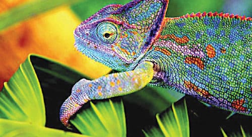 Chinese researchers’ electronic skin can change colour like chameleons