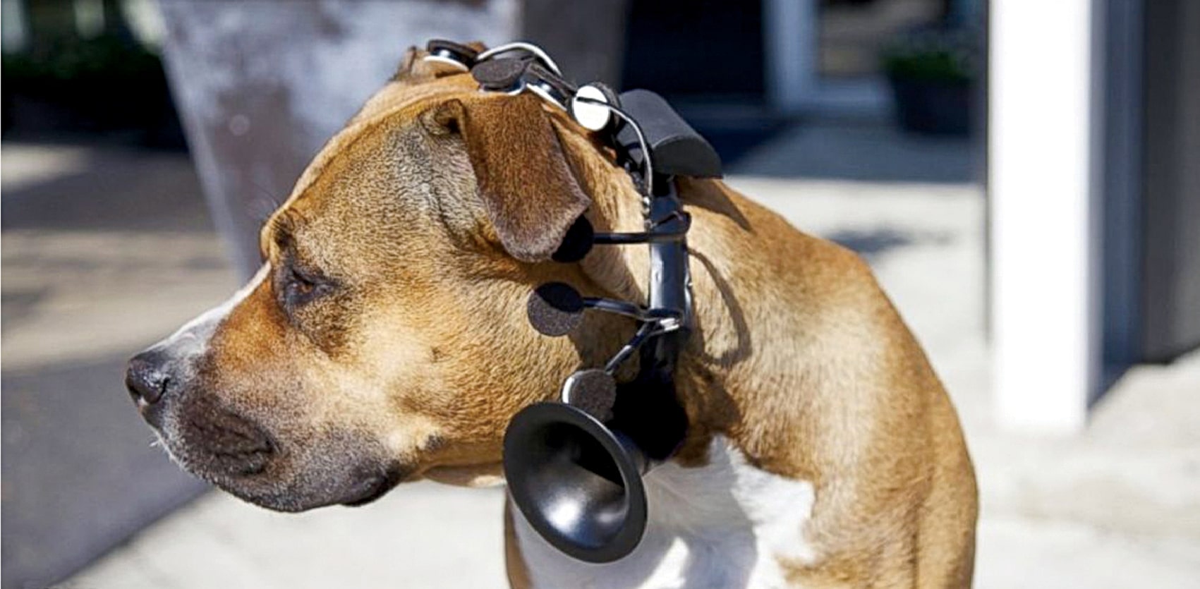 How Technology Is Enabling Communication With Animals