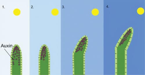 Operating mechanism of heliotropism in sunflower