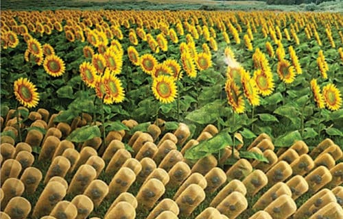 Simile of sunflower (background) and SunBOT stem (foreground) tracking the sun