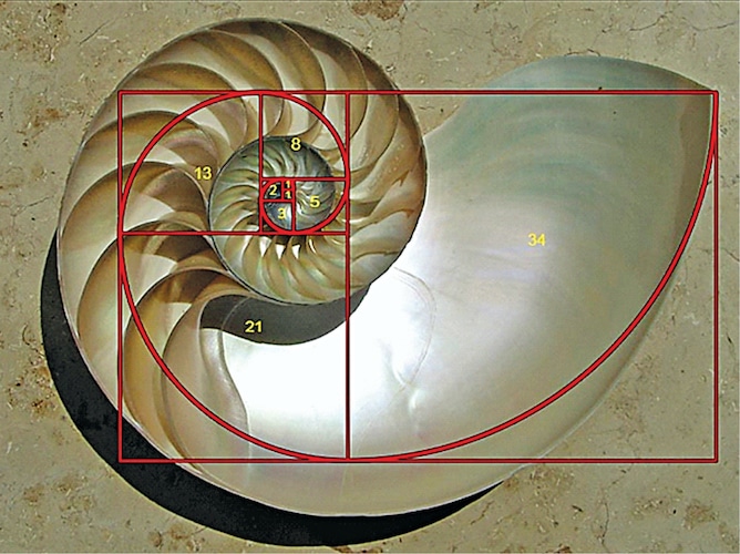Magnificent Spiral Speakers Shaped Like Nautilus