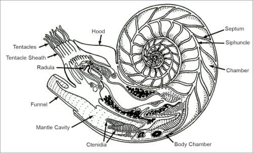 A cross-section of nautilus