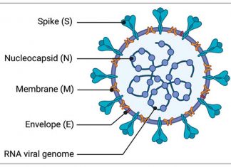 structure of coronavirus