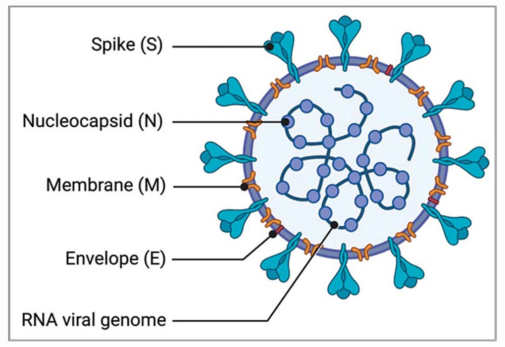 structure of coronavirus