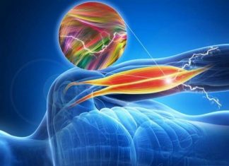 New Electrochemical Actuators For Next Generation Of Soft Robotics