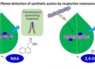 Researchers Develop Nanosensors To Detect Plant Hormones