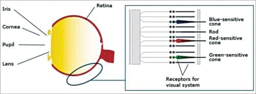 The three photoreceptors in a human eye