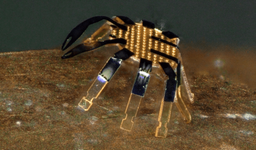 NWU Engineers Develop A Tiny Remote-Controlled Robot Crab!