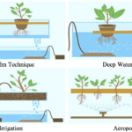 Understanding Hydroponics