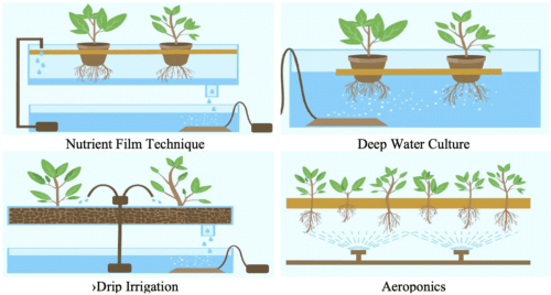 Popular hydroponics techniques
