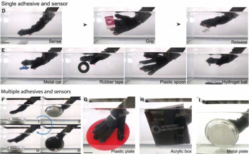 Researchers Develop Octopus-Inspired Gloves