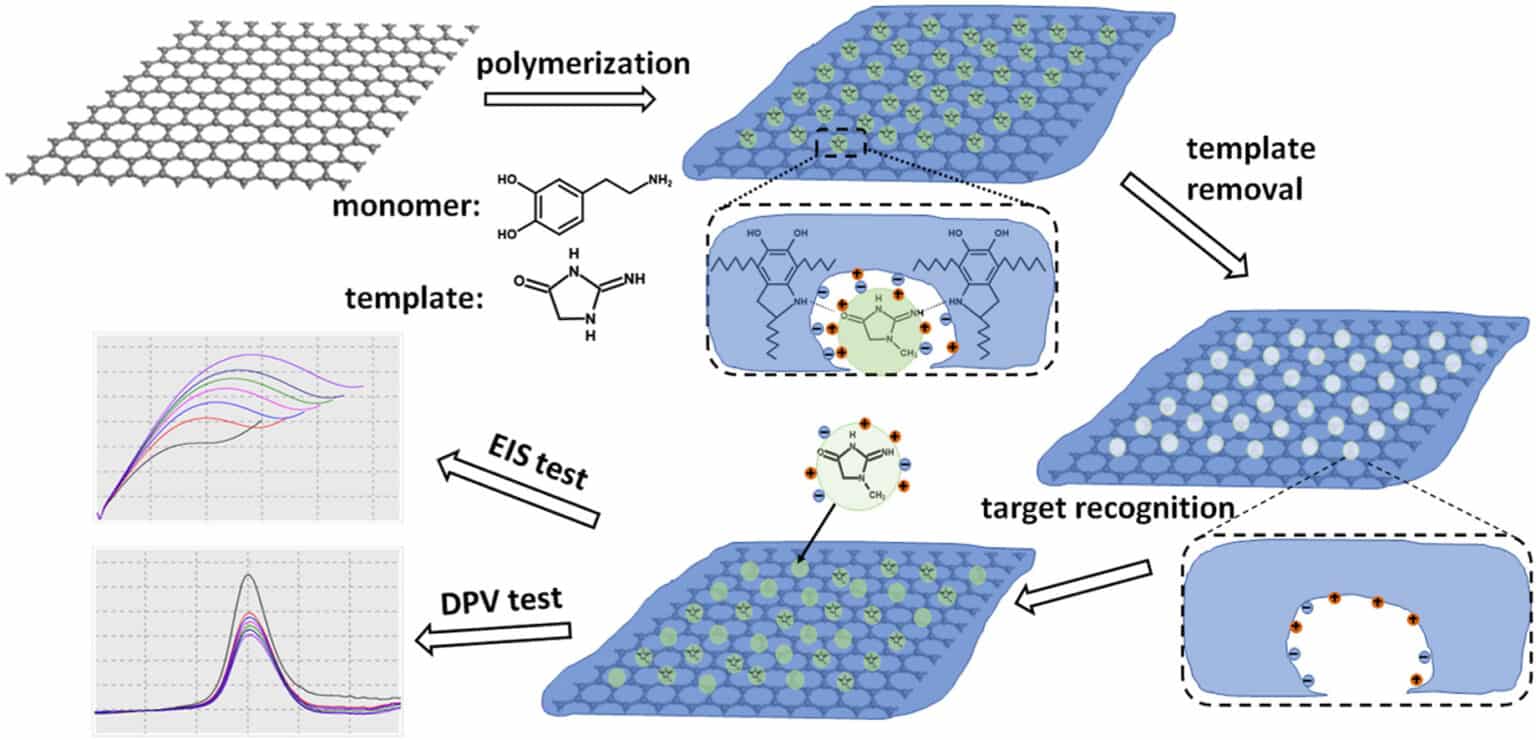 GrapheneBased Biosensors For Creatinine Detection