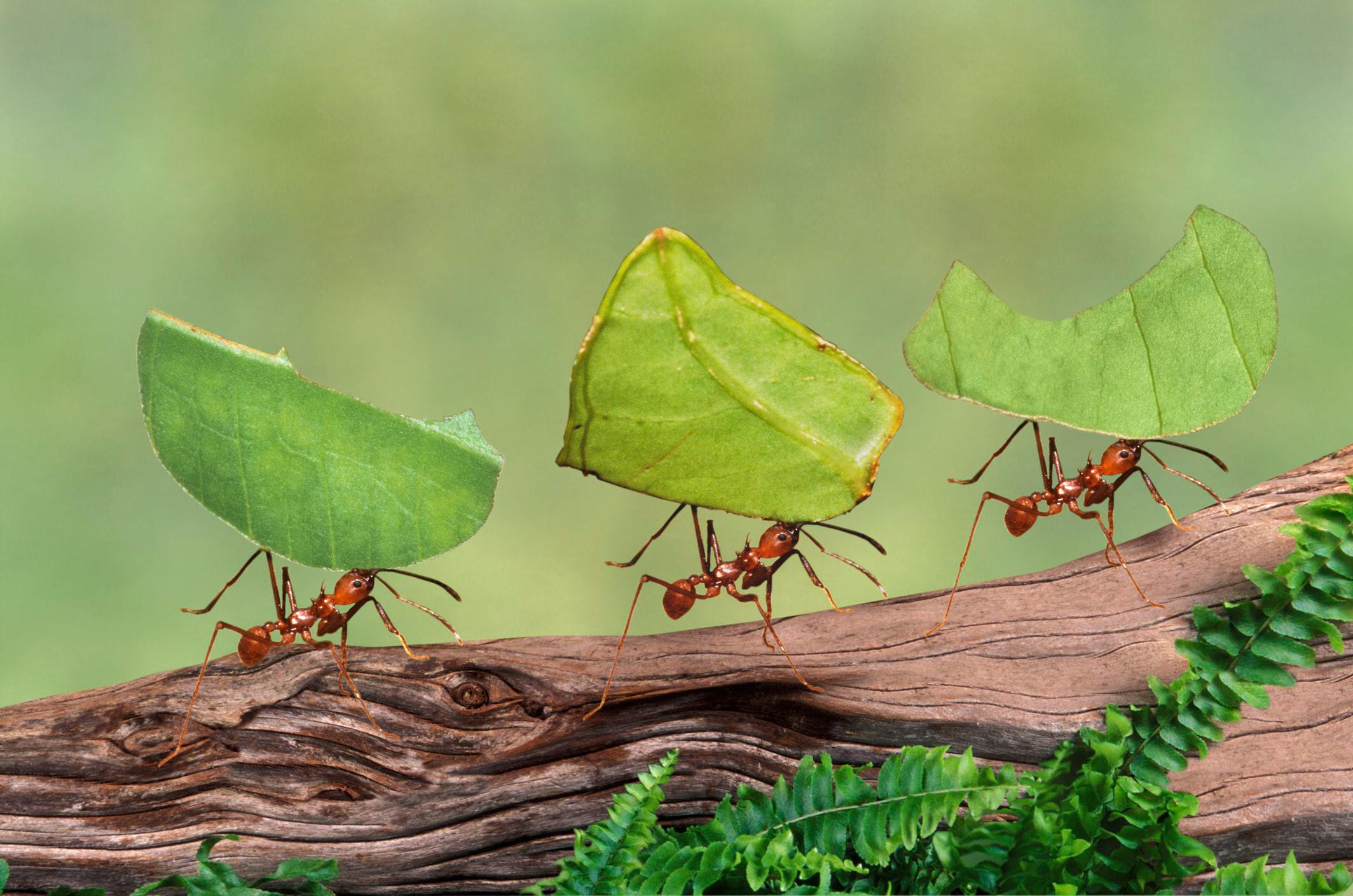 Tiny Robots Discover Learning Process from Ants