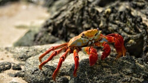 Crab Shells Produce Biodegradable Electrolyte