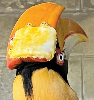 Crescent, the Great Indian Hornbill at ZooTampa at Lowry Park, got a new 3D-printed casque to replace her cancer-ridden one (Courtesy: ZooTampa, Formlabs)