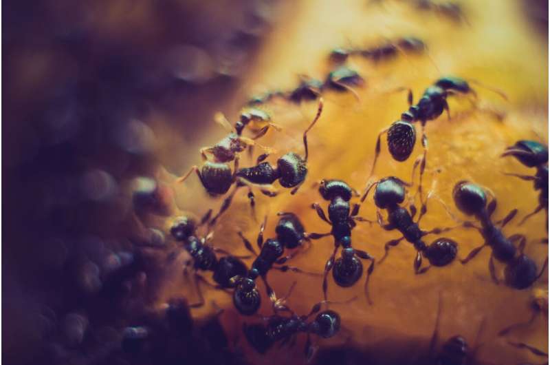 Robotic Ants To Rescue!