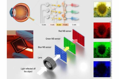 Scientists created a new sensor array from narrowband perovskite photodetectors, which mimic our cone cells, and connected it to a neuromorphic algorithm, which mimics our neural network, to process the information and produce high-fidelity images. Credit: Kai Wang
