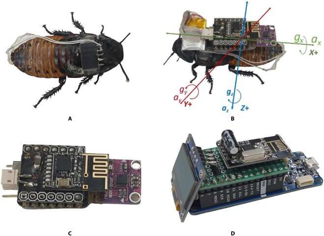 Scientists from Osaka University designed a cyborg cockroach and optimized its movement by utilizing machine learning-based automatic stimulation. Credit: Cyborg and Bionic Systems
