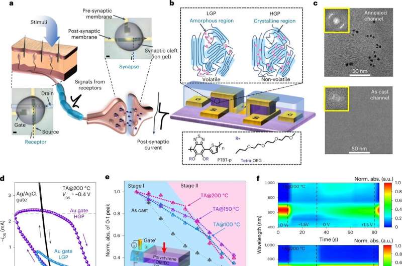 An Organic Transistor With Dual Sensing And Processing Capabilities