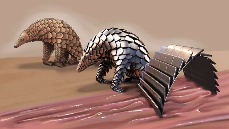 Pangolin-Inspired Magnetic Robot For Biomedical Applications