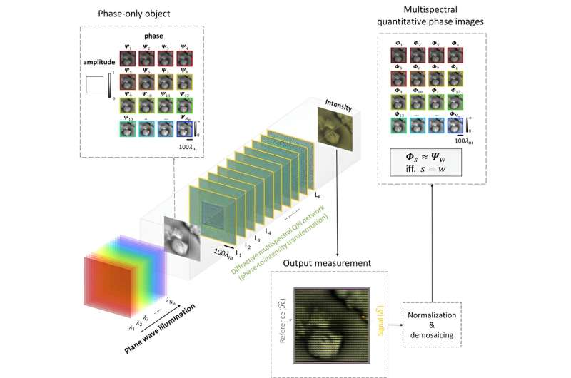 Diffractive Optical Network Facilitates Snapshot Multispectral Quantitative Phase Imaging
