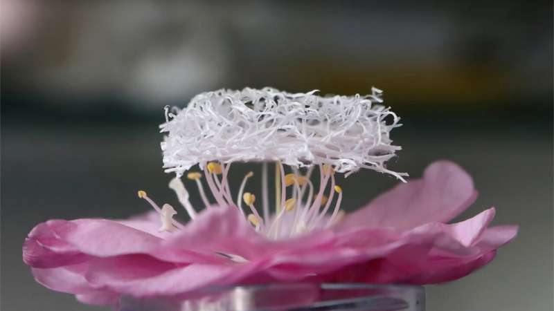 Harnessing Electricity From Luffa Sponge
