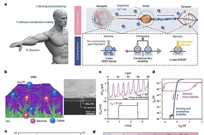 Artificial Nerve With Transistors For Brain-Machine Links