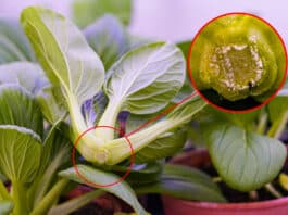 Making Plants Last Longer