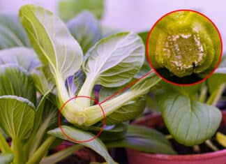 Making Plants Last Longer