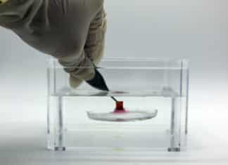 Adhesive System Sticks To Soft Surfaces Underwater