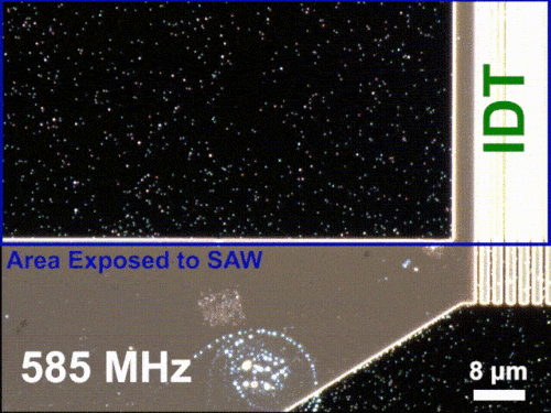 How the nanoparticles look with and without the surface acoustic wave (SAW) activation. Brongersma compared it to a starry night sky. | Selvin et al., Supplementary Movie 1 from “Acoustic wave modulation of gap plasmon cavities,” Science (2025), ©2025 AAAS; courtesy of the authors