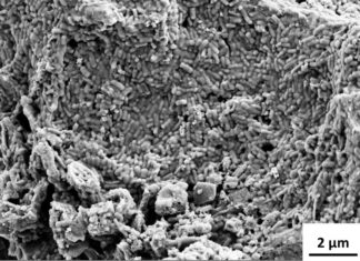 Biobattery designed using probiotics. Credit: Binghamton University.