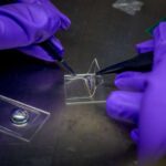 Advancement Enables Fully Stretchable OLEDs