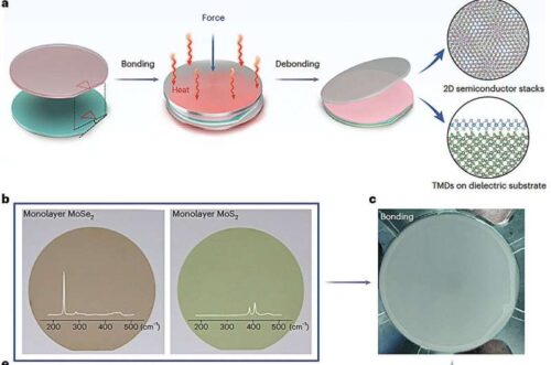Wafer-scale transfer of 2D materials by bonding–debonding. a, Schematic illustration of the bonding and debonding process. b, Photographs of a 2-inch monolayer MoSe2 wafer (left) and a monolayer MoS2 wafer (right). Insets: Corresponding Raman spectra. c,d, Photographs of a wafer pair after bonding (c) and during debonding (d). The inset in d shows the debonding set-up. e, Photographs of a 2-inch MoSe2/MoS2 heterostructure wafer (left) and a bilayer MoS2 wafer (right) obtained through the bonding–debonding technology. Insets: Corresponding Raman spectra. TMD, transition-metal dichalcogenide. Credit: Liu et al. (Nature Electronics, 2025). DOI: 10.1038/s41928-025-01474-3.