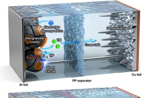 Schematic illustrations of a conventional polypropylene (PP) separator (top) and the molecularly engineered separator (MFS, bottom) in lithium-metal batteries. Credit: POSTECH