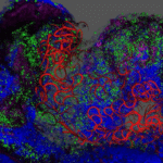 Electrical Transplant Supporting Tissue Development