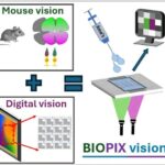 Retina Inspired Biohybrid Image Sensor