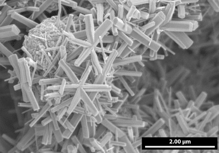 A scanning electron microscope image reveals particles of vanadyl hydroxide (VOOH) shaped like stars. The team of Luis De Jesús Báez found that these particles behaved more like a pseudocapacitor than a battery. Photo: Luis De Jesús Báez/University at Buffalo