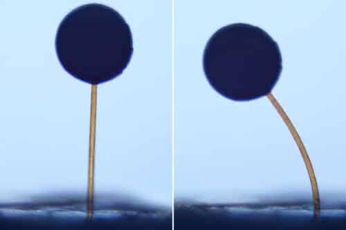 The team fabricated ball-and-stick structures resembling tiny lollipops. The structures were less than a millimeter in height, with balls that were smaller than a grain of sand. The balls were infused with magnetic particles.
Credits:Credit: Courtesy of the researchers