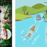 Fish Muscles Inspire Underwater Robots