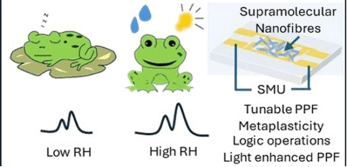 The moisture-sensitive frog behaviour with increased activity at higher moisture levels is emulated in a supramolecular nanofibre-based neuromorphic sensor


